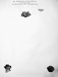Pectenia plumbea image